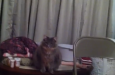 7 cats who are being arses on purpose