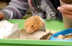 VIDEO:  Hamster rises from the dead after Good Friday burial