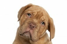 Huge variations in payment of dog fines by local authorities