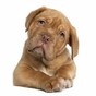 Huge variations in payment of dog fines by local authorities