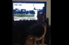 Dog doesn't like baseball, nearly smashes up flat-screen