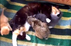STOP EVERYTHING! A cat has adopted a rabbit