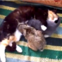 STOP EVERYTHING! A cat has adopted a rabbit