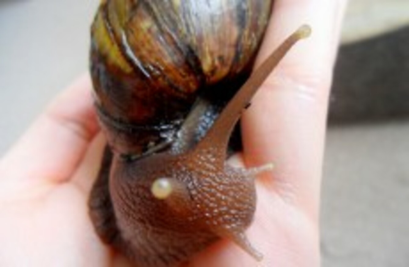 Ratsized snails are taking over South Florida · TheJournal.ie