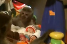 VIDEO: Dexter the monkey sees his reflection for the first time