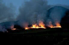 Fires destroyed 780 hectares of forestry last year in Ireland