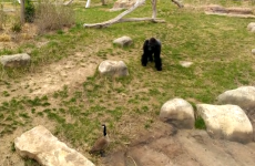 VIDEO: Gorilla and goose face off, who will win?