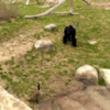 VIDEO: Gorilla and goose face off, who will win?