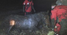 Rescue group save pregnant mare stuck in marsh