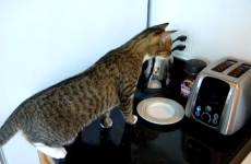 These poor cats just wanted to have some breakfast