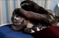 The video we've all been waiting for... a sloth hugging a cat
