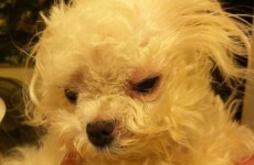 PICS: Rubbish collector rescues dog left in a bin bag
