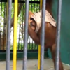 VIDEO:  Orangutan rips t-shirt off tourist...