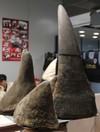Rhino heads and horns stolen from Dublin museum archive