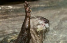 13 high fives you'll definitely want to get in on