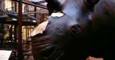 Stolen rhino horns were removed from exhibition 'due to risk of theft'