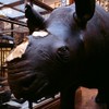 Stolen rhino horns were removed from exhibition 'due to risk of theft'