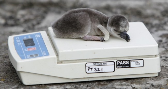 Oh, just some newborn penguins...