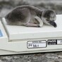 Oh, just some newborn penguins...