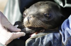 Why are there mass strandings of sea lions in California?