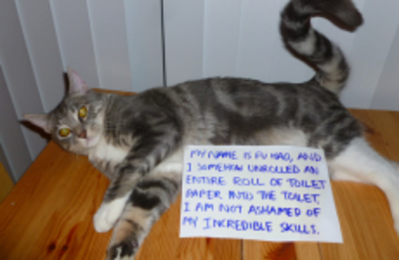 Cats are twice as bad as dogs, according to Tumblr · The ...