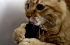 Cat can't quit intimate but dangerous love affair with hoover