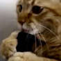 Cat can't quit intimate but dangerous love affair with hoover