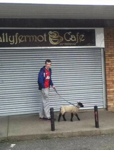 4 Irish animals having an extremely busy day