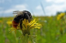 Beekeepers "appalled" Govt against pesticide restriction proposal