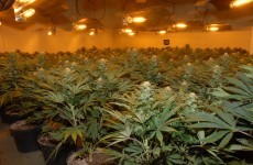 Pic: Two arrested after cannabis plants worth €2.5m seized