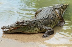Frenchman fights off crocodile in Australia after it latches onto his head