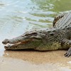 Frenchman fights off crocodile in Australia after it latches onto his head