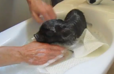 Cheer yourself up with this baby pig enjoying a bath