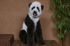 These animals are in the throes of an identity crisis, ok?