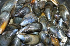 Government spends over €100,000 to help preserve freshwater pearl mussel