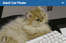 Hot Irish cats are waiting for you