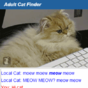 Hot Irish cats are waiting for you