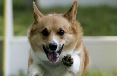 16 reasons you should pay more attention to corgis