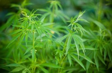 Stolen cars and cannabis worth €125,000 seized at Dublin growing facility