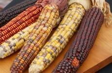 Poll: Would GM affect your food choices?