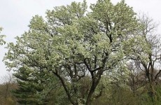 New York city has trees that smell like bad sex