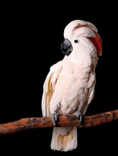 9 facts which will make you regret not thinking about cockatoos before