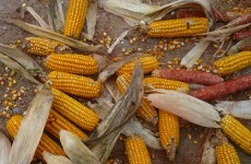 EU proposes to harmonise GM food tolerance policy