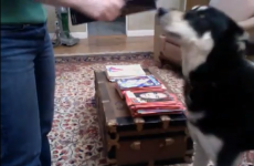 Sex Panther: This dog knows how to attract the ladies