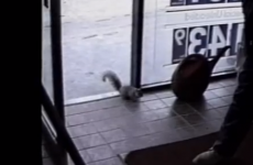 Squirrel steals a Snickers bar from a petrol station