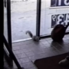 Squirrel steals a Snickers bar from a petrol station
