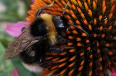 Ireland abstained from vote to ban bee-harming pesticides
