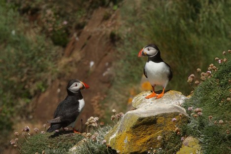 Puffins on the Saltee Islands.