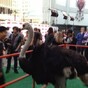Why was there an Ostrich at the Arrested Development premiere?