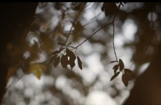 Dublin park gets a 'chocolate tree'